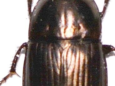 Réf. 252 270 : Amara ovata